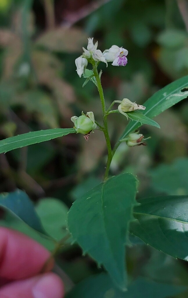 Pombalia verrucosa