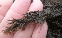Odonthalia floccosa