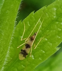 Erioptera venusta