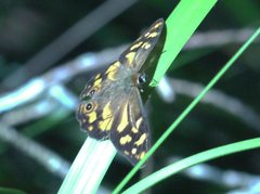 Heteronympha banksii