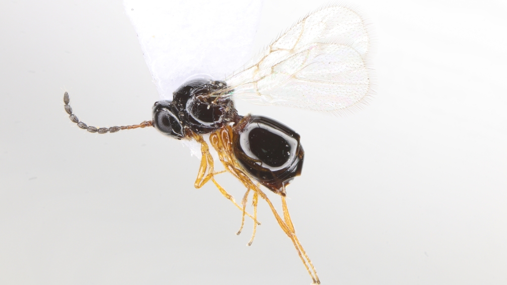 Didyctium