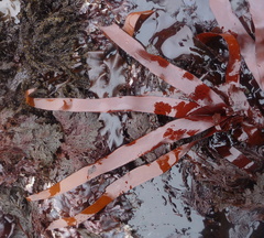 Prionitis linearis
