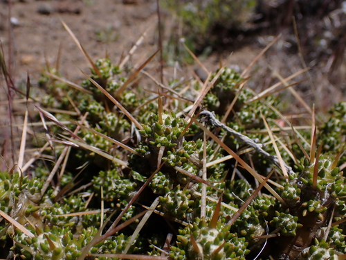 Image of Maihuenia patagonica by (c) Nolan Exe, some rights reserved (CC BY)