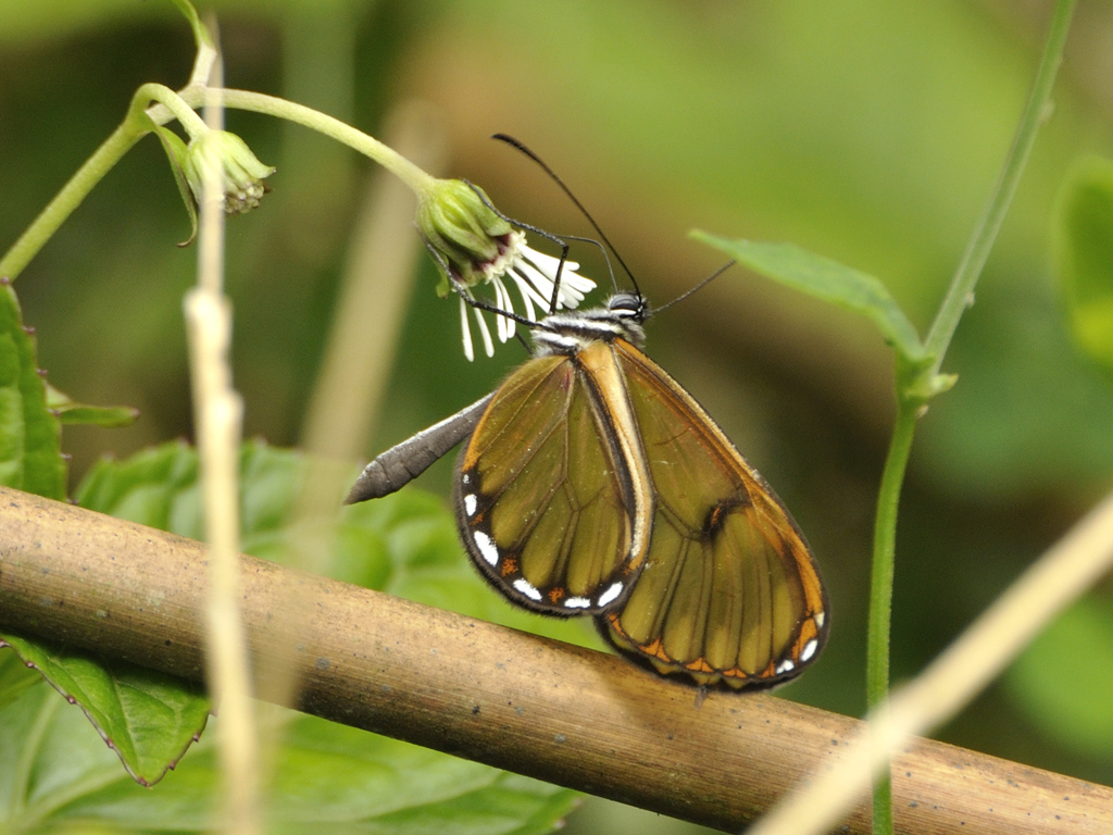 Pteronymia oneida