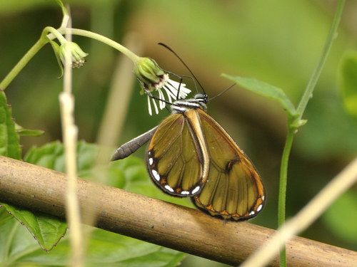 Pteronymia oneida