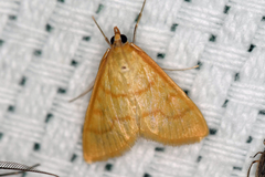 Helvibotys helvialis