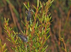 Pachyura australis