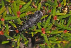 Pachyura australis