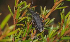 Pachyura australis