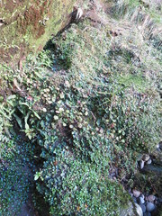 Ranunculus membranifolius