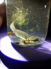 Notophthalmus meridionalis
