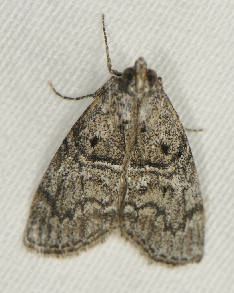 Pococera griseella
