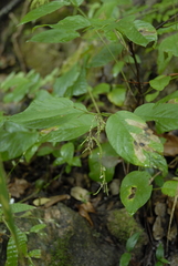 Pleurolobus gangeticus