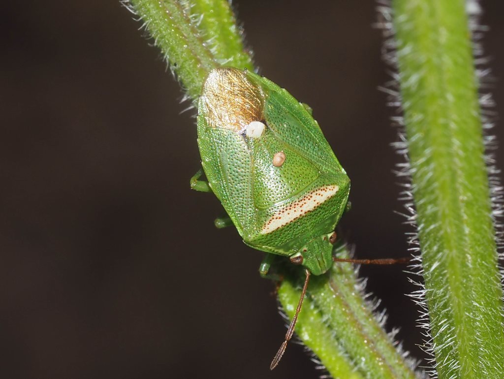 Ocirrhoe unimaculata
