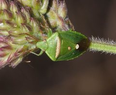 Ocirrhoe unimaculata