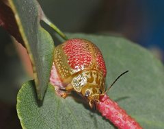 Paropsisterna fastidiosa