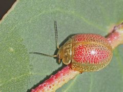 Paropsisterna fastidiosa