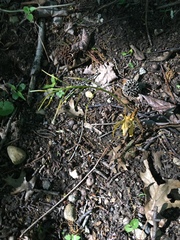 Cardamine concatenata