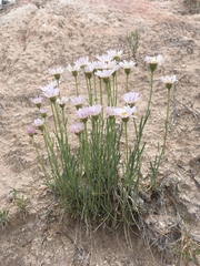 Erigeron pulcherrimus