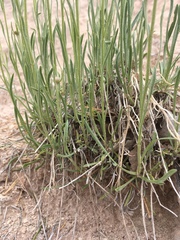 Erigeron pulcherrimus
