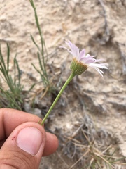 Erigeron pulcherrimus