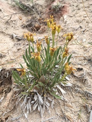 Stenotus armerioides
