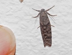 Lepidoscia annosella