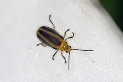 Derospidea brevicollis