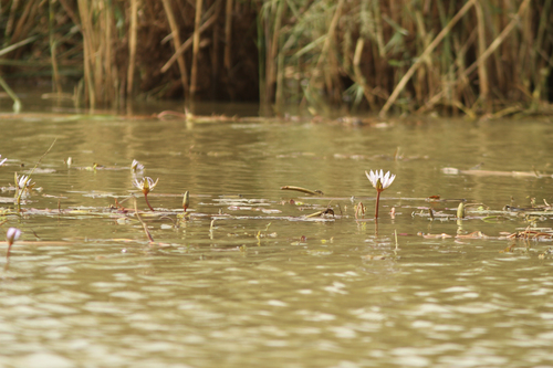 Nymphaea micrantha, photograph 2