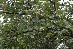 Piliostigma thonningii