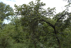 Piliostigma thonningii