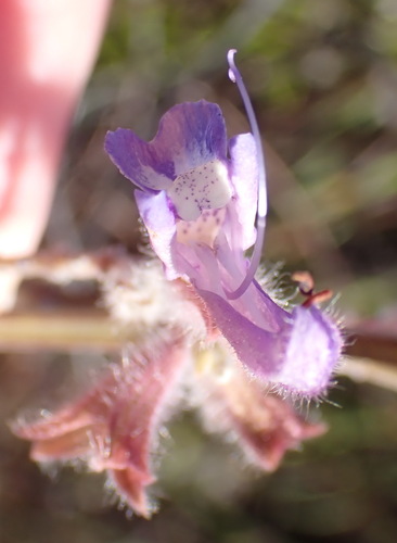 Whitestem Sage (Salvia albicaulis)