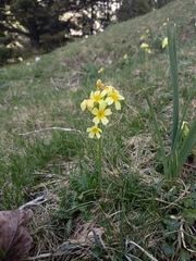 Primula