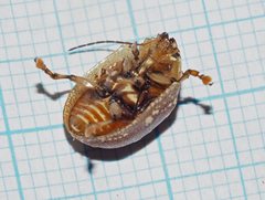 Paropsis geographica