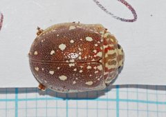 Paropsis geographica