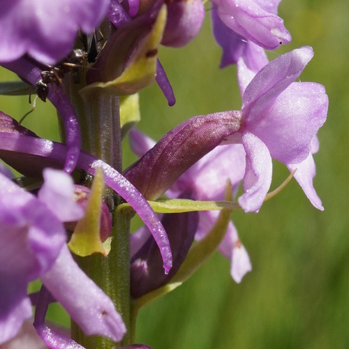 Image of Gymnadenia densiflora by (c) Patrick Hacker, some rights reserved (CC BY)