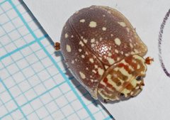 Paropsis geographica
