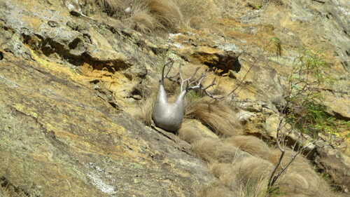 Image of Pachypodium rosulatum by no rights reserved