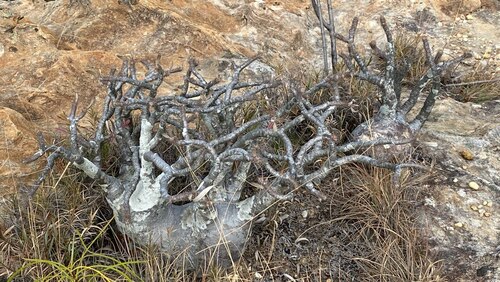 Pachypodium rosulatum