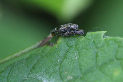Agrilus lecontei