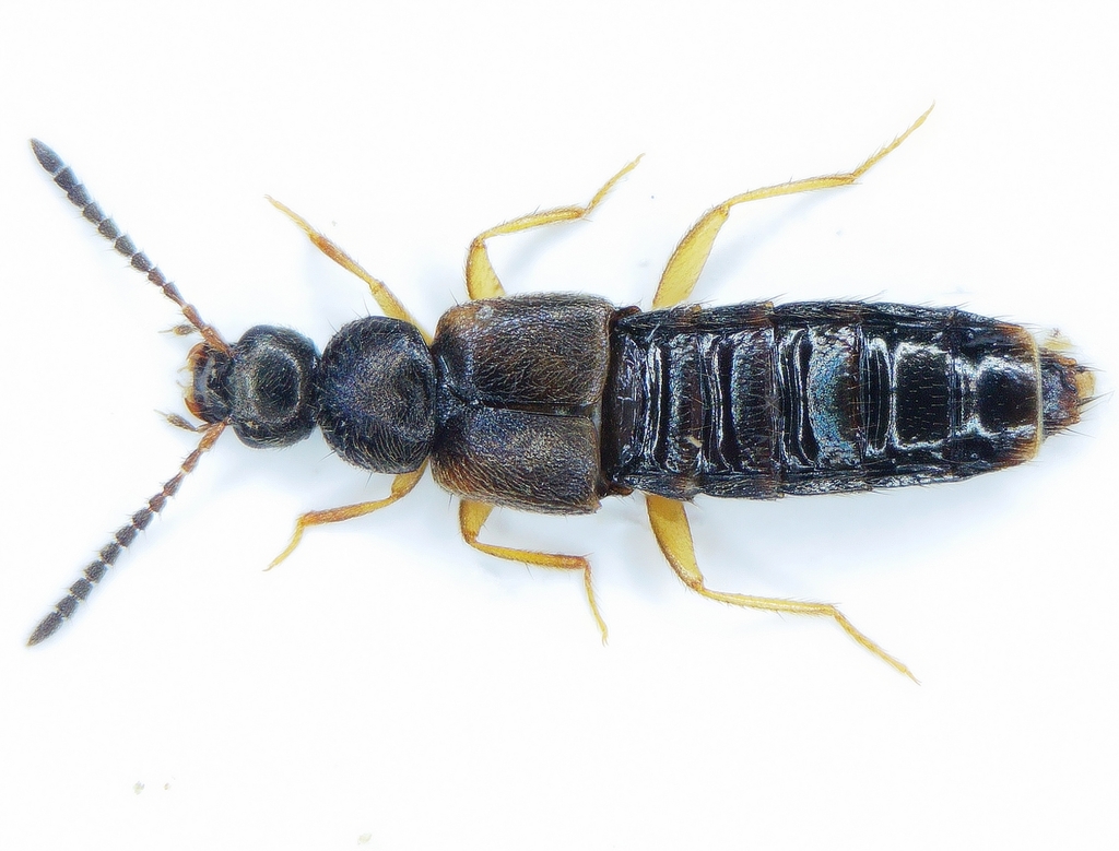 Atheta incognita