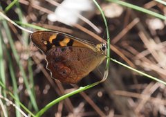 Heteronympha banksii