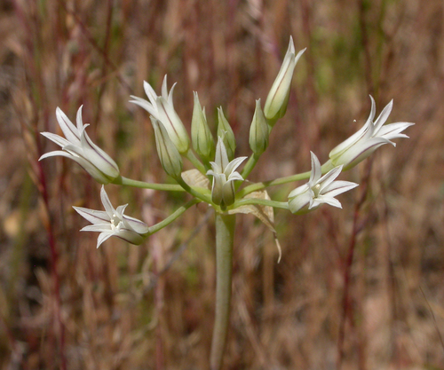 Allium bolanderi var. mirabile