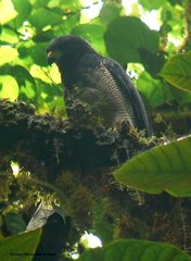 Morphnarchus princeps