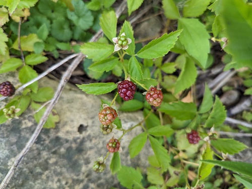 Michigan dewberry (Rubus michiganensis)