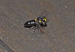 Hylaeus honestus