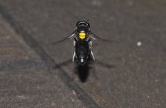 Hylaeus honestus