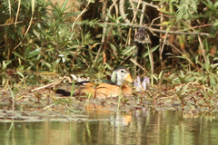 Nettapus auritus
