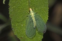 Plesiochrysa ramburi
