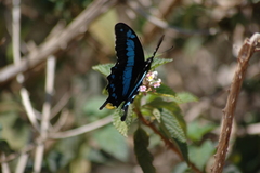 Papilio oribazus